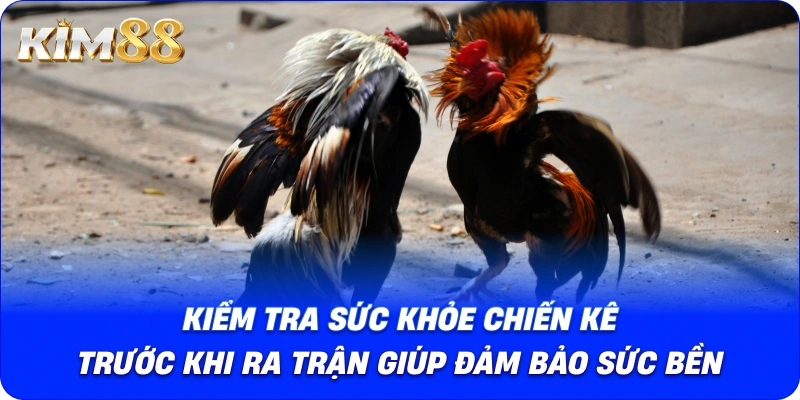 Kiểm tra sức khỏe chiến kê trước khi ra trận giúp đảm bảo sức bền.