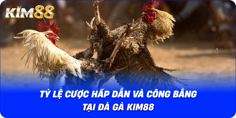 Tỷ lệ cược hấp dẫn và công bằng tại Đá Gà Kim88.